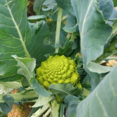 あけましておめでとうございます！