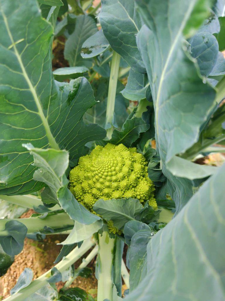 シミズガーデンのロマネスコ