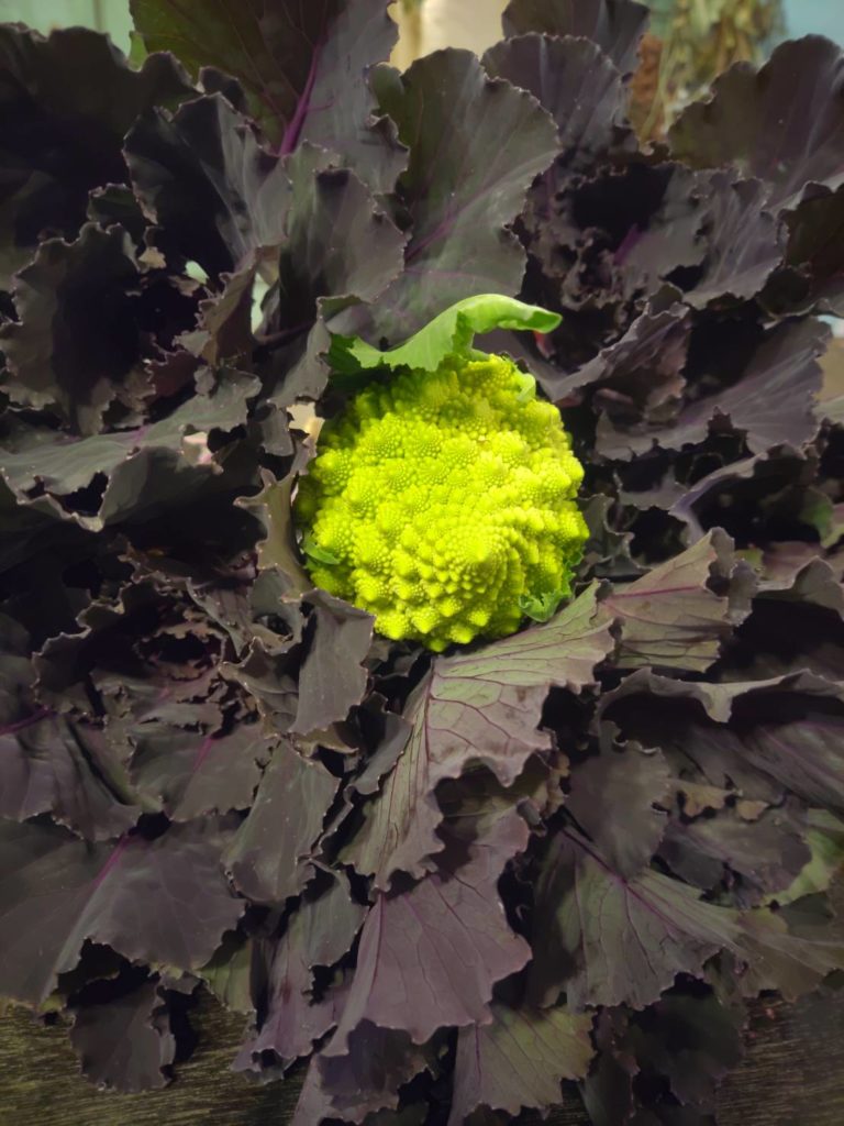 シミズガーデンの葉が紫色のロマネスコ