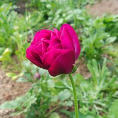 ラナンキュラスが咲きはじめました