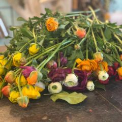 獲れたてほやほやのラナンキュラス達！