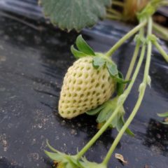 東大阪のお花屋さんなのにイチゴを育ててます😄