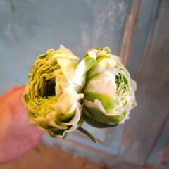 花農家ならではのお花たち