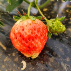 イチゴが赤くなりました！