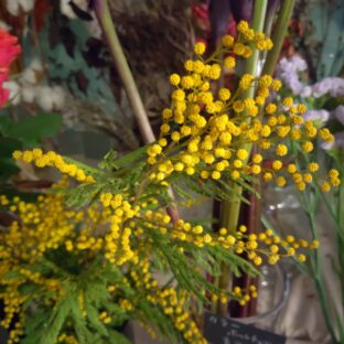 今週のシミズガーデン(1月3週目)