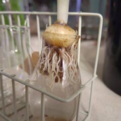 球根の水栽培！