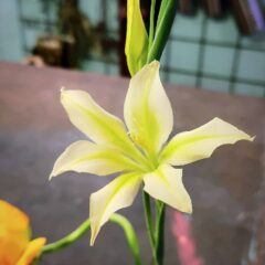 グラジオラス“トリスティス コンコロル”