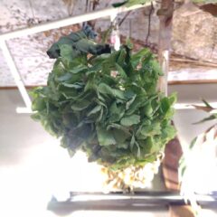 アジサイのドライフラワー