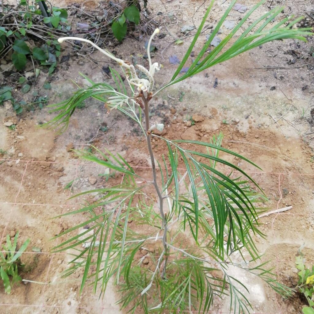 シミズガーデンのグレビレア