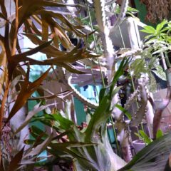 シミズガーデンの観葉植物