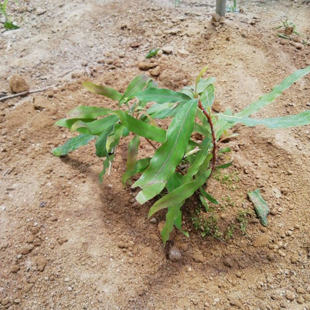 シミズガーデンのグレビレア