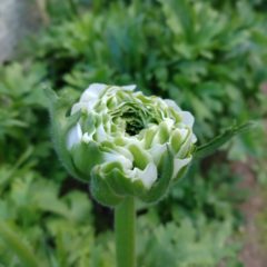 ラナンキュラスのポンポンシリーズ！