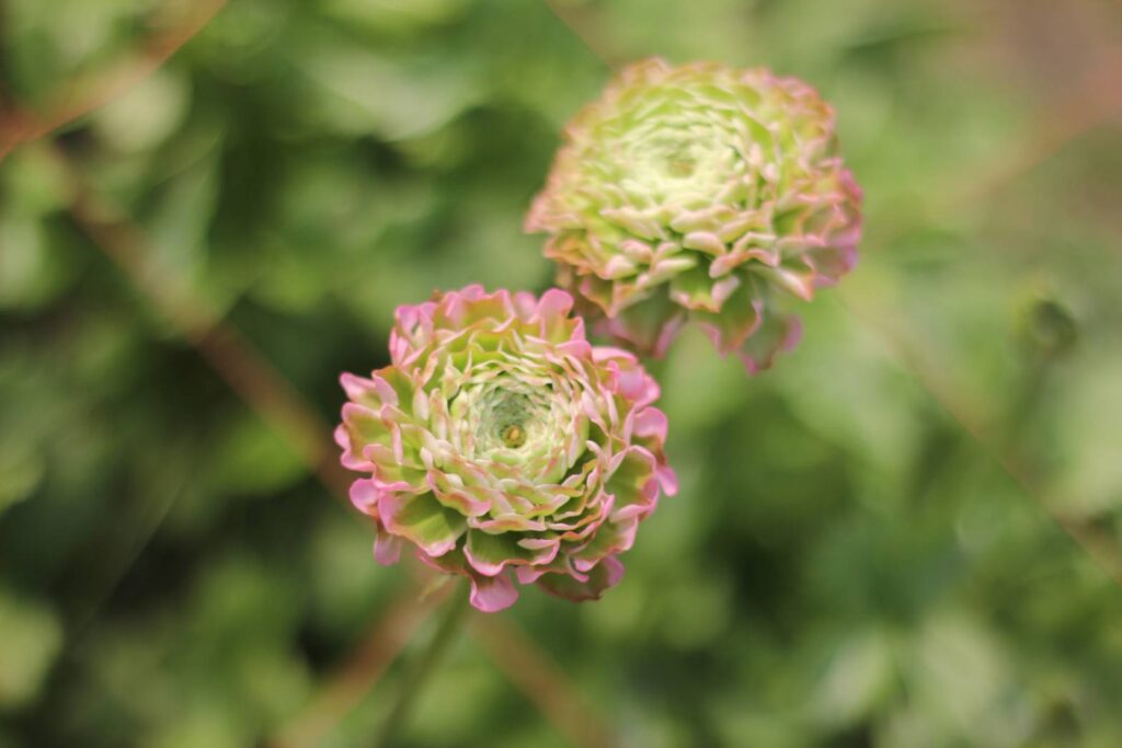 農園のあるお花屋さん 東大阪 八尾からお花をお届け Shimizu Garden シミズガーデン