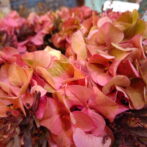 シミズガーデンのパープル系アジサイのリース2