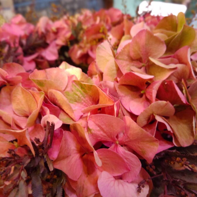 シミズガーデンのパープル系アジサイのリース2