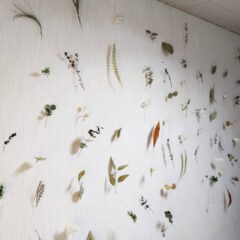 お部屋をドライフラワーでコーディネート