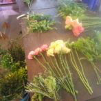 シミズガーデンのマンスリーレッスン2012年5月4