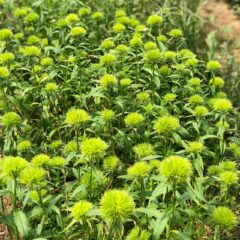 染めテマリソウ