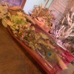 シミズガーデンの7月のドライフラワースワッグ6600