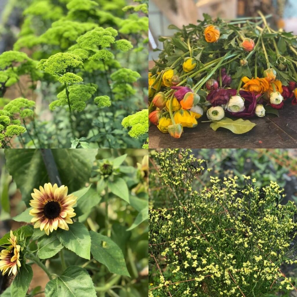 シミズガーデンで育ったお花