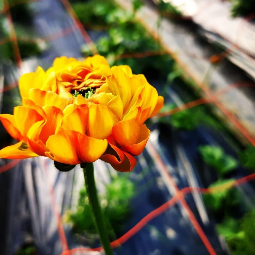 カッコいい花屋 花農家を目指して 東大阪 八尾からお花をお届け Shimizu Garden シミズガーデン