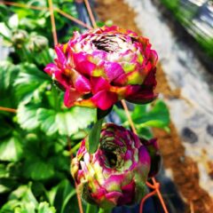 カッコいい花屋&花農家を目指して✨