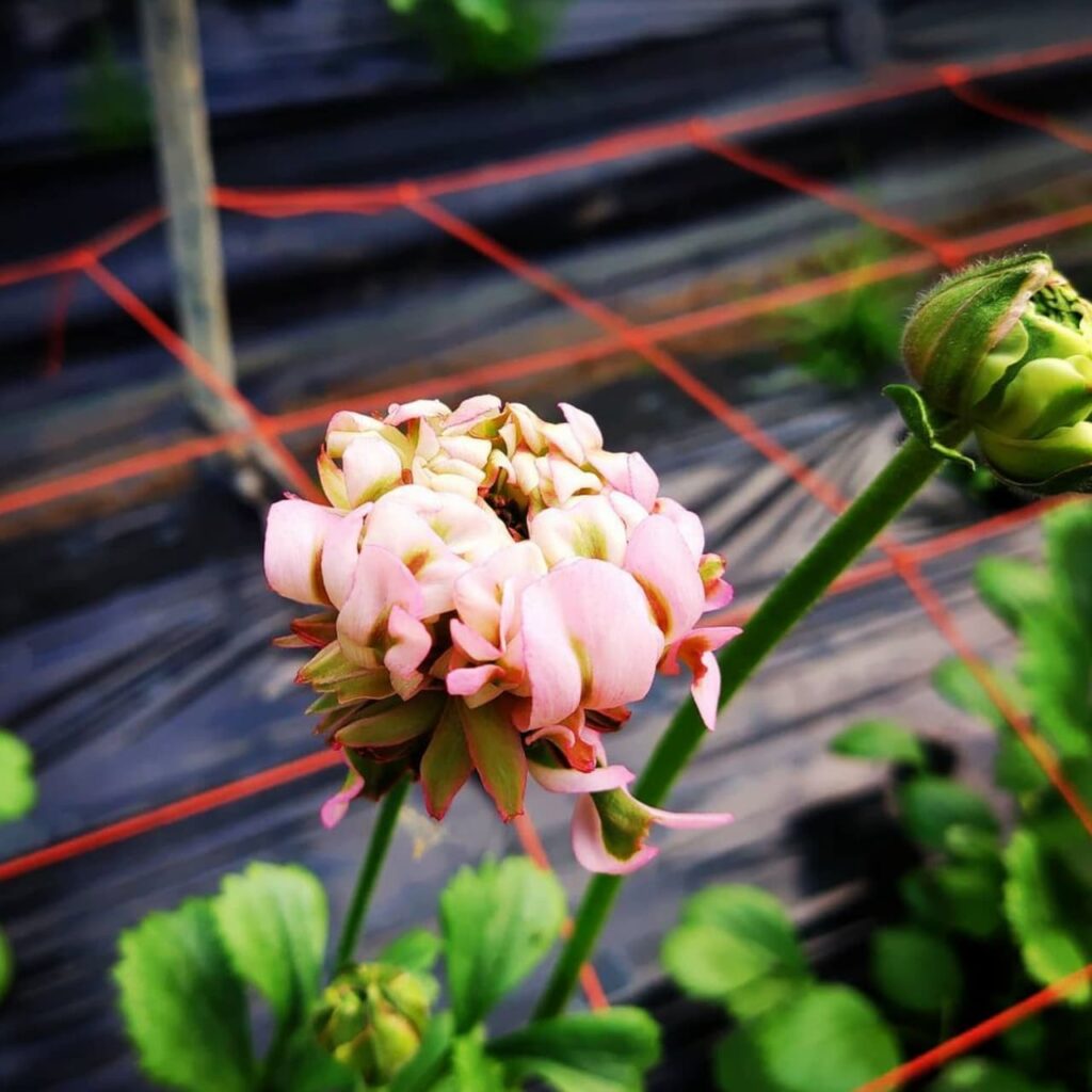 カッコいい花屋 花農家を目指して 東大阪 八尾からお花をお届け Shimizu Garden シミズガーデン