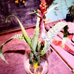 春は水耕栽培できる球根もおすすめ♪