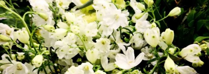 シミズガーデン アトリエツアー