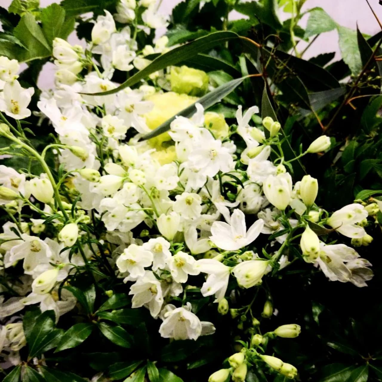 シミズガーデン アトリエツアー