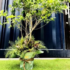 アセビの観葉植物風アレンジメント