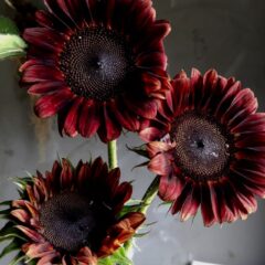 シミズガーデン産の夏のお花たち