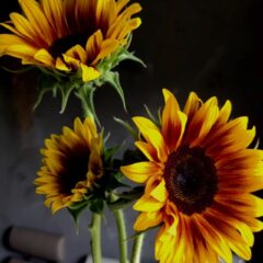 7月のフラワーレッスン