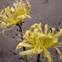 シミズガーデンの秋のお花