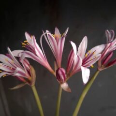 リコリス インカルナータ