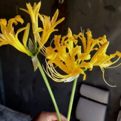 リコリス オーレア