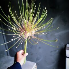 春の自家農園のお花たち