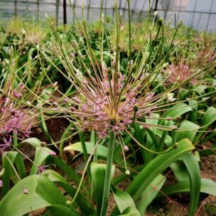 2024年 お花の定期便フォトギャラリー