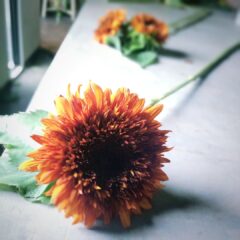 ひまわり“ダージリン”