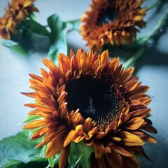 7月のフラワーレッスン