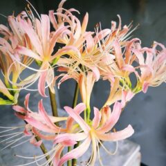 自家農園栽培のリコリス