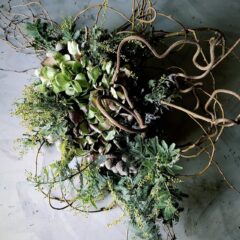 フレッシュドライリース