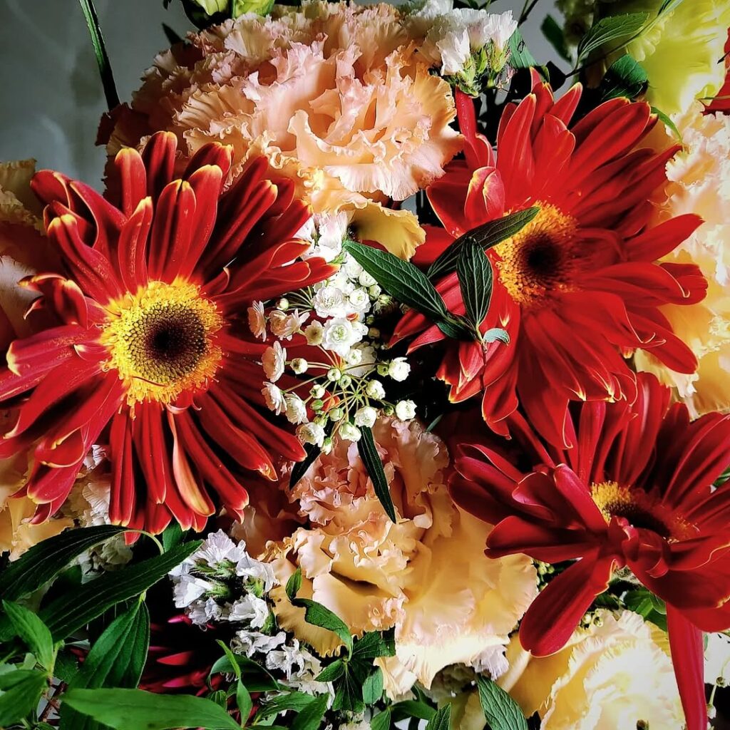 ガーベラ・ディマジオ | 東大阪・八尾からお花をお届け｜shimizu