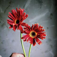 ガーベラ・ディマジオ