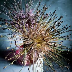 アリウム・シュベルティ