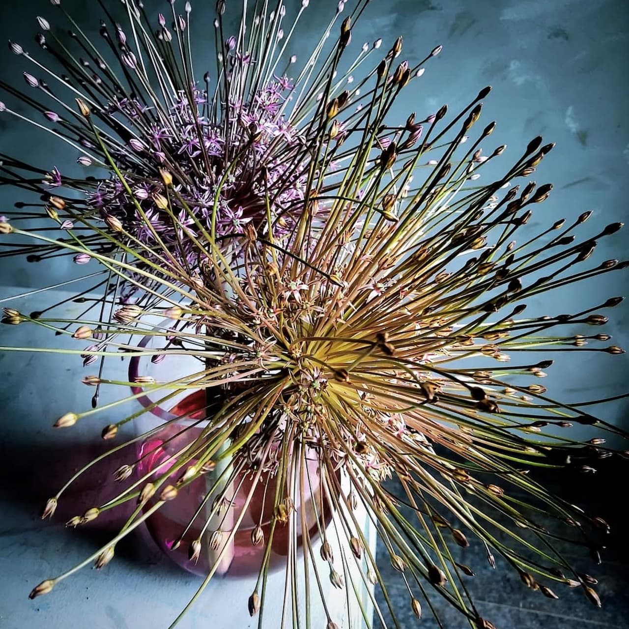 アリウム・シュベルティ | 東大阪・八尾からお花をお届け｜shimizu