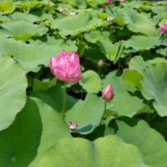 シミズガーデンの蓮の花