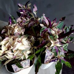 トウガラシ パープルレイン