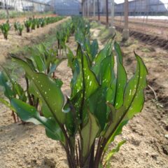 春に向けて球根の準備