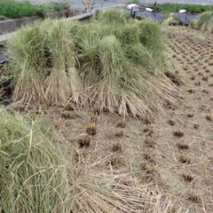 シミズガーデンのしめ縄用稲わら